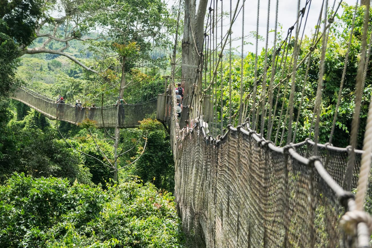 Canopy walkway among the trees at Kakum National Park